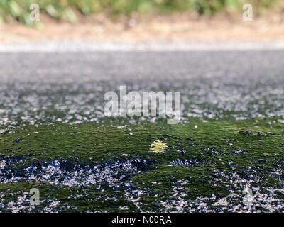 Godalming, Regno Unito. 26 GIU, 2018. Regno Unito: Meteo strade fusa in Godalming. Tuesley Lane, Godalming. Il 26 giugno 2018. Condizioni di caldo torrido nel sud est di oggi. Strade la fusione in estremo calore a Godalming, Surrey. Credito: jamesjagger/StockimoNews/Alamy Live News Foto Stock