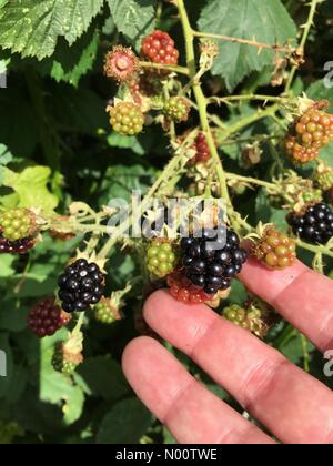 Meteo REGNO UNITO - Early crop More Hereford - La lunga estate calda ha prodotto more pronto per il prelievo a fine luglio più di quattro settimane prima del solito. Foto Stock