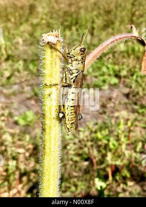 Wisconsin, USA. Il 15 settembre 2018. Wisconsin, USA. Il 15 settembre 2018, Franksville, WI, Stati Uniti d'America, girasoli, produrre, animali e decorazioni di Halloween dot rural Wisconsin, DianaJ/StockimoNews/Almay Credito: Diana J./StockimoNews/Alamy Live News Foto Stock