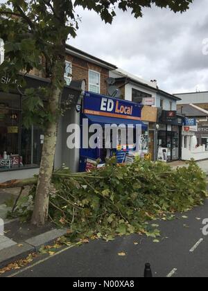 Londra, Regno Unito. 19 settembre 2018. Danni da vento ad albero nel sud di Londra. Credito: GILBERT MURRAY/StockimoNews/Alamy Live News Foto Stock