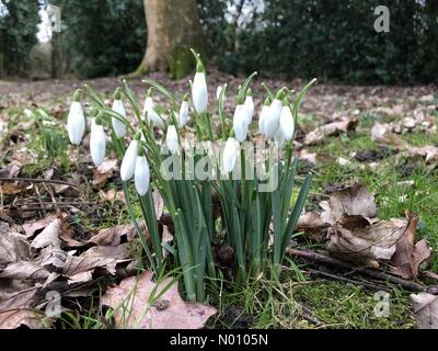 St Albans, Hertfordshire. 19 gen 2019. Regno Unito: Meteo Bucaneve in fiore in scena invernale St Albans Gennaio 2019 Credit: anakinscattykin/StockimoNews/Alamy Live News Foto Stock
