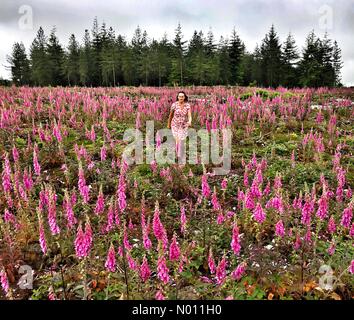 Haldon foresta, Devon, Regno Unito. 19 giugno 2019. Regno Unito: Meteo Raich Keene in un campo colorato di foxgloves, Haldon Forest Credito: nidpor/StockimoNews/Alamy Live News Foto Stock