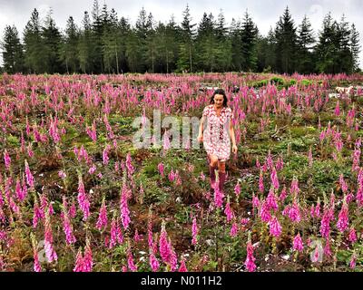 Haldon foresta, Devon, Regno Unito. 19 giugno 2019. Regno Unito: Meteo Raich Keene in un campo colorato di foxgloves, Haldon Forest Credito: nidpor/StockimoNews/Alamy Live News Foto Stock