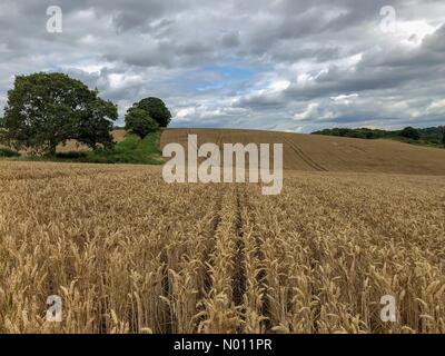 Guildford, Regno Unito. 21 Luglio, 2019. Regno Unito: Meteo Nuvoloso in Guildford. Oriente Shalford Lane. Il 21 luglio 2019. Le nuvole attraverso la Home Counties oggi. La North Downs vicino a Guildford nel Surrey. Credito: jamesjagger/StockimoNews/Alamy Live News Foto Stock