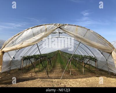 Godalming, Surrey. 24 Marzo 2020. UK Meteo: Soleggiato a Godalming. Tuesley Farm, Godalming. 24 marzo 2020. Bella luce del sole attraverso le contee domestiche oggi. Piante di fragole che crescono in polytunnel nella fattoria Tuesley a Godalming. Credito: Jamesjagger/StockimoNews/Alamy Live News Foto Stock