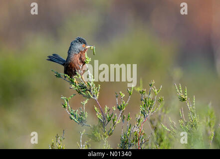 Regno Unito Meteo: Sole a Elstead. Thurley comune, Elstead. 21 giugno 2020. Questa sera, sole e una brezza forte nelle contee di casa. Un guerriera di dartford al Thurley Common a Elstead, Surrey. Credit: Jamesjagger/StockimoNews/Alamy Live News Foto Stock