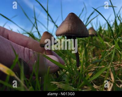 Glenties, Contea di Donegal, Irlanda. 11 Ottobre 2020. Raccogliere funghi psilocibin, comunemente noti come funghi magici o scopette, in colline intorno al villaggio. Credit: Richard Wayman/StockimoNews/Alamy Live News Foto Stock