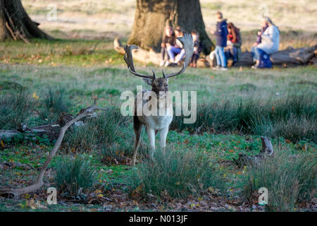 Petworth Park, West Sussex. 26 ottobre 2020. Regno Unito Meteo: Soleggiato a Petworth Park. Petworth Park, Petworth. 26 ottobre 2020. Clima caldo e soleggiato in tutto il sud di oggi. Sole al Petworth Park nel West Sussex. Credit: Jamesjagger/StockimoNews/Alamy Live News Foto Stock