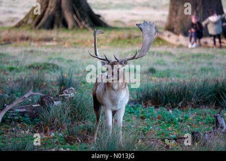 Petworth Park, West Sussex. 26 ottobre 2020. Regno Unito Meteo: Soleggiato a Petworth Park. Petworth Park, Petworth. 26 ottobre 2020. Clima caldo e soleggiato in tutto il sud di oggi. Sole al Petworth Park nel West Sussex. Credit: Jamesjagger/StockimoNews/Alamy Live News Foto Stock