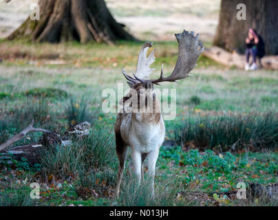 Petworth Park, West Sussex. 26 ottobre 2020. Regno Unito Meteo: Soleggiato a Petworth Park. Petworth Park, Petworth. 26 ottobre 2020. Clima caldo e soleggiato in tutto il sud di oggi. Sole al Petworth Park nel West Sussex. Credit: Jamesjagger/StockimoNews/Alamy Live News Foto Stock