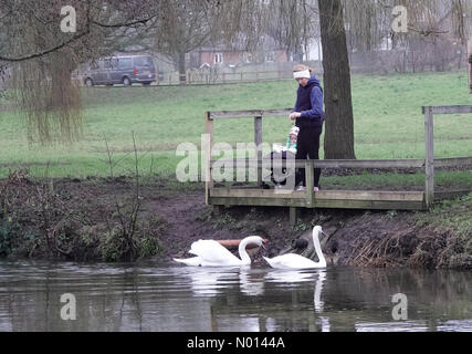 Godalming, Surrey. 9 gennaio 2021. Regno Unito Meteo: Nuvoloso in Godalming. I Burys, Godalming. 09 gennaio 2021. Un inizio nuvoloso del weekend per le contee di casa. Una madre ed un bambino che alimentano i cigni muti sul fiume Wey in Godalming. Credit: Jamesjagger/StockimoNews/Alamy Live News Foto Stock