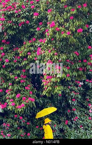 Foresta di Haldon in Devon. 26 Marzo 2021. UK Weather: Rhododendron in primo fiore su bagnato vento giorno a Haldon foresta in Devon Credit: Nidpor/StockimoNews/Alamy Live News Foto Stock