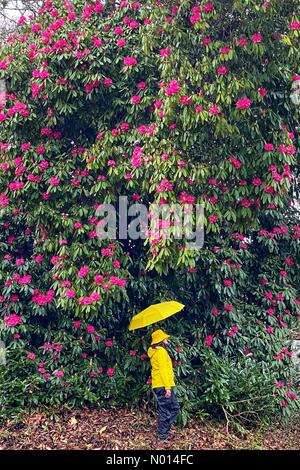 Foresta di Haldon in Devon. 26 Marzo 2021. UK Weather: Rhododendron in primo fiore su bagnato vento giorno a Haldon foresta in Devon Credit: Nidpor/StockimoNews/Alamy Live News Foto Stock