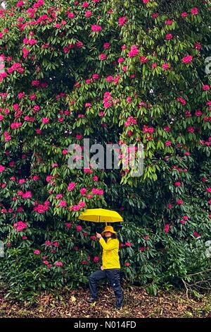 Foresta di Haldon in Devon. 26 Marzo 2021. UK Weather: Rhododendron in primo fiore su bagnato vento giorno a Haldon foresta in Devon Credit: Nidpor/StockimoNews/Alamy Live News Foto Stock