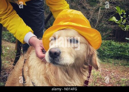 Foresta di Haldon, Devon. 26 Marzo 2021. UK Weather: Raphael il retriever si prepara a camminare in giornata bagnata a HALdon Forest in Devon Credit: Nidpor/StockimoNews/Alamy Live News Credit: Nidpor/StockimoNews/Alamy Live News Foto Stock