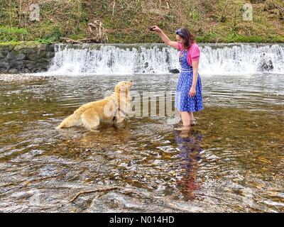 Fiume Teign, Teign Valley, Devon. 9 Aprile 2021. Regno Unito Meteo: Gioco di pagaia di acqua per Raphael il Retriever e Raich Keene nella giornata calda a Weir, River Teign, Teign Valley, Devon Credit: Nidpor/StockimoNews/Alamy Live News Foto Stock
