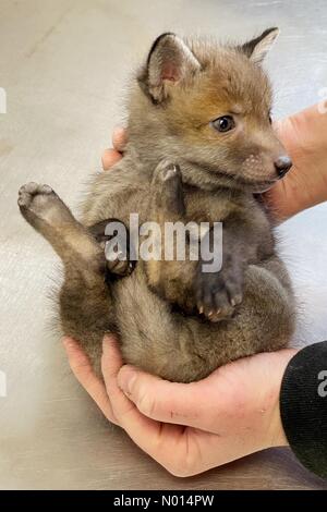 Newton Abbot, Devon, Regno Unito. 1 Maggio 2021.cute 5 settimane baby fox cub Rowan a ELM Wildlife Hedgehog Rescue, Care & Rehabilitation Center il più grande centro di soccorso, Seale Hayne, Newton Abbot. 1 maggio 2021. Please Credit ELM Wildlife/nidpor Credit: Nidpor/StockimoNews/Alamy Live NewsCredit: ELM Wildlife/nidpor/Alamy Live News Foto Stock