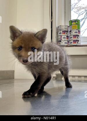 Newton Abbot, Devon, Regno Unito. 1 Maggio 2021.cute 5 settimane baby fox cub Rowan a ELM Wildlife Hedgehog Rescue, Care & Rehabilitation Center il più grande centro di soccorso, Seale Hayne, Newton Abbot. 1 maggio 2021. Please Credit ELM Wildlife/nidpor Credit: Nidpor/StockimoNews/Alamy Live NewsCredit: ELM Wildlife/nidpor/Alamy Live News Foto Stock