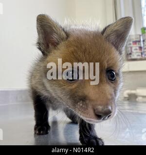 Newton Abbot, Devon, Regno Unito. 1 Maggio 2021.cute 5 settimane baby fox cub Rowan a ELM Wildlife Hedgehog Rescue, Care & Rehabilitation Center il più grande centro di soccorso, Seale Hayne, Newton Abbot. 1 maggio 2021. Please Credit ELM Wildlife/nidpor Credit: Nidpor/StockimoNews/Alamy Live NewsCredit: ELM Wildlife/nidpor/Alamy Live News Foto Stock