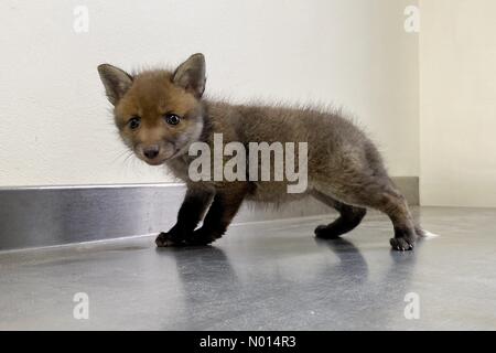 Newton Abbot, Devon, Regno Unito. 1 Maggio 2021.cute 5 settimane baby fox cub Rowan a ELM Wildlife Hedgehog Rescue, Care & Rehabilitation Center il più grande centro di soccorso, Seale Hayne, Newton Abbot. 1 maggio 2021. Please Credit ELM Wildlife/nidpor Credit: Nidpor/StockimoNews/Alamy Live NewsCredit: ELM Wildlife/nidpor/Alamy Live News Foto Stock