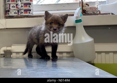 Newton Abbot, Devon, Regno Unito. 1 Maggio 2021.cute 5 settimane baby fox cub Rowan a ELM Wildlife Hedgehog Rescue, Care & Rehabilitation Center il più grande centro di soccorso, Seale Hayne, Newton Abbot. 1 maggio 2021. Please Credit ELM Wildlife/nidpor Credit: Nidpor/StockimoNews/Alamy Live NewsCredit: ELM Wildlife/nidpor/Alamy Live News Foto Stock