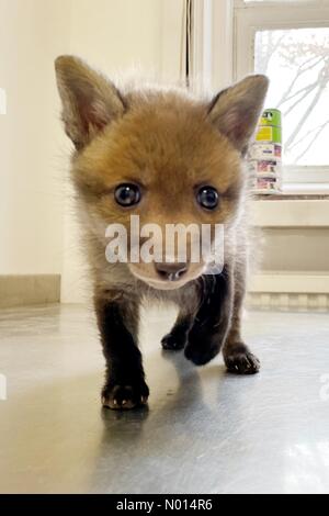 Newton Abbot, Devon, Regno Unito. 1 Maggio 2021.cute 5 settimane baby fox cub Rowan a ELM Wildlife Hedgehog Rescue, Care & Rehabilitation Center il più grande centro di soccorso, Seale Hayne, Newton Abbot. 1 maggio 2021. Please Credit ELM Wildlife/nidpor Credit: Nidpor/StockimoNews/Alamy Live NewsCredit: ELM Wildlife/nidpor/Alamy Live News Foto Stock