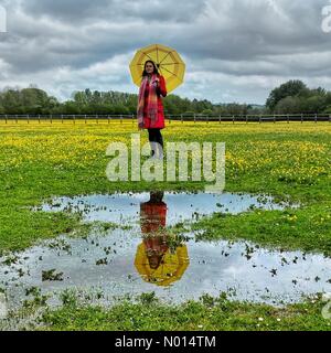 Alphington, Exeter, Devon, Regno Unito. 14 maggio 2021. Colorato Raich Keene in fiore buttercups sotto nuvole grigie in Alphington. Credit: Nidpor: Alamy Live News Foto Stock