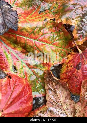 Ardara, Contea di Donegal, Irlanda meteo. 26 settembre 2021. Autunno o caduta lascia su un bagnato Domenica pomeriggio sulla costa occidentale credito: Richard Wayman/StockimoNews/Alamy Live News Foto Stock