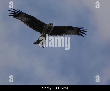 Tempo UK: Intervalli di sole in Godalming. Sycamore Avenue, Godalming. 10 ottobre 2021. Liberare il cielo nelle contee domestiche questo pomeriggio. Un aquilone rosso che sorvola Godalming a Surrey. Credit: Jamesjagger/StockimoNews/Alamy Live News Foto Stock