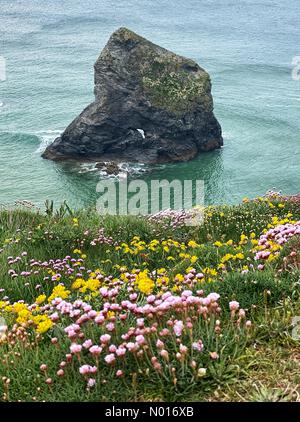 Cornwall, Regno Unito. 23rd Apr 2022. I fiori selvatici fioriscono sulle scogliere di fronte alla pila di roccia. Bedruthan, Cornovaglia, Regno Unito. 23rd aprile 2022. Credit: Nidpor / StockimoNews/Alamy Live News Foto Stock