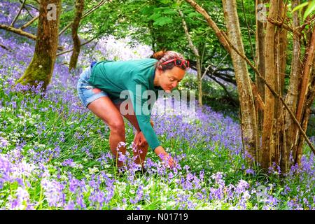 Devon, Regno Unito. 6th maggio 2022. UK tempo: La luce del sole filtra attraverso gli alberi su Raich Keene e un mare di aglio e bluebells selvaggi nei boschi vicino a Dunsford nella valle di Teign, Devon, Regno Unito. 6th maggio 2022. Credit nidpor / Alamy Live News Foto Stock