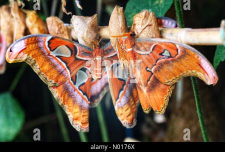 Buckfastleigh, Devon, Regno Unito. 30th giugno 2022. La falena gigante dell'atlante emerge dal bozzolo presso la Buckfast Butterfly Farm a Dartmoor. Attacus atlas Moth sono endemiche per le foreste asiatiche e hanno una durata di vita di circa 3 settimane. 30th giugno 2022. Credit nidpor Credit: Nidpor/StockimoNews/Alamy Live News Foto Stock