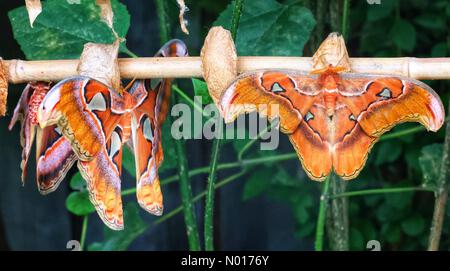 Buckfastleigh, Devon, Regno Unito. 30th giugno 2022. La falena gigante dell'atlante emerge dal bozzolo presso la Buckfast Butterfly Farm a Dartmoor. Attacus atlas Moth sono endemiche per le foreste asiatiche e hanno una durata di vita di circa 3 settimane. 30th giugno 2022. Credit nidpor Credit: Nidpor/StockimoNews/Alamy Live News Foto Stock