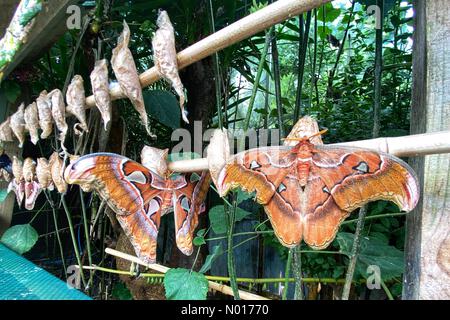 Buckfastleigh, Devon, Regno Unito. 30th giugno 2022. La falena gigante dell'atlante emerge dal bozzolo presso la Buckfast Butterfly Farm a Dartmoor. Attacus atlas Moth sono endemiche per le foreste asiatiche e hanno una durata di vita di circa 3 settimane. 30th giugno 2022. Credit nidpor Credit: Nidpor/StockimoNews/Alamy Live News Foto Stock