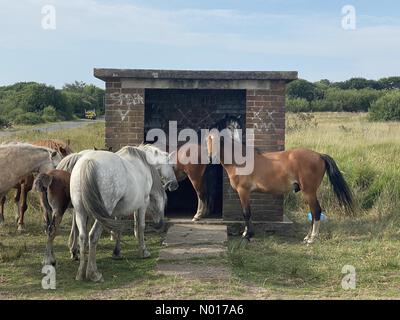 Gower Peninsula, Swansea, 19/07/2022, cavalli prendere riparo dal calore in una fermata remota autobus vicino Llethryd sulla penisola di Gower vicino Swansea questa mattina come la temperatura aumenta in un altro giorno scorbante. Credit: Phil Rees/StockimoNews/Alamy Live News Foto Stock