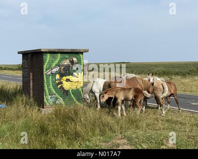 Gower Peninsula, Swansea, 19/07/2022, cavalli prendere riparo dal calore in una fermata remota autobus vicino Llethryd sulla penisola di Gower vicino Swansea questa mattina come la temperatura aumenta in un altro giorno scorbante. Credit: Phil Rees/StockimoNews/Alamy Live News Foto Stock