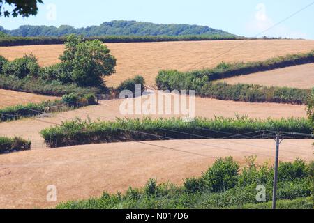 Segni di siccità: Campi arroccati nei pressi di Dunsford, Devon, Regno Unito. 9 Agosto 2022. Credit nidpor/ Alamy Live News Credit: Nidpor/StockimoNews/Alamy Live News Foto Stock