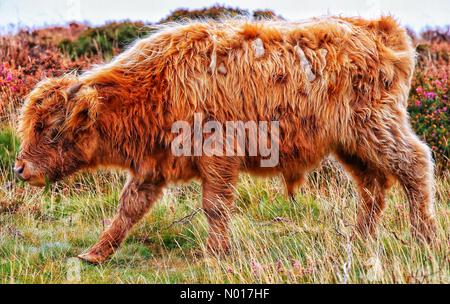 Devon, Regno Unito. 30 settembre 2022. Vitello di mucca delle Highland a Dartmoor, Devon, Regno Unito. 30 settembre 2022. Credit nidpor/ Alamy Live News Credit: Nidpor/StockimoNews/Alamy Live News Foto Stock