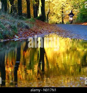 UK Weather: Caldo autunno riflessioni dopo forti precipitazioni nella foresta di Haldon vicino Exeter, Devon, UK. 17 Novembre 2022. Credit nidpor/ Alamy Live News Credit: Nidpor/StockimoNews/Alamy Live News Foto Stock