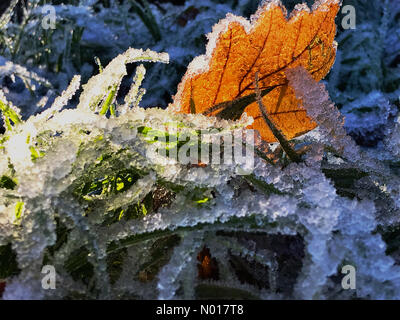 Ardara, Contea di Donegal, Irlanda. Giovedì 15th dicembre 2022. Una mattina luminosa ma gelida nel nord-ovest. Una foglia caduta è retroilluminata e rimmed con hoarfrost. Credit: Richard Wayman/StockimoNews/Alamy Live News Foto Stock