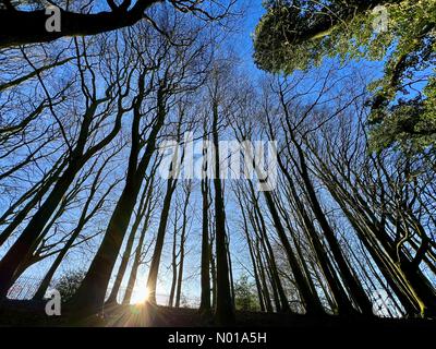 Tempo nel Regno Unito: Sole e gelo a Rivington. Alberi e sole invernale a Rivington vicino a Chorley nel Lancashire. Guarda in alto con il sole che sbircia da dietro l'albero. Foto Stock