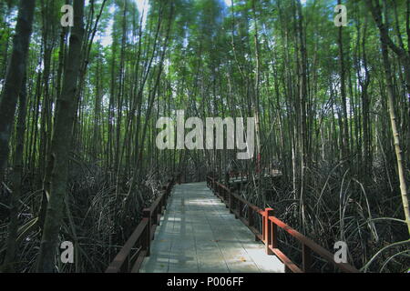 educational trail in mangrove forest. wetland learning center. broad walk in natural ecosystem. Foto Stock