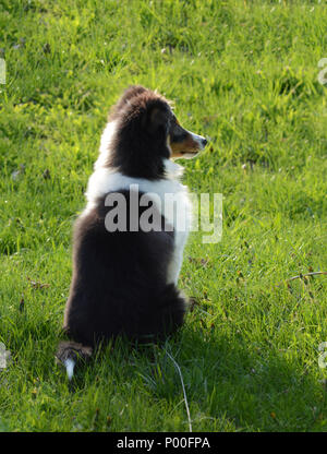 Un giovane cucciolo Shetland Sheepdog (Sheltie) siede in erba sotto il sole Foto Stock