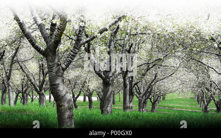 A livello del suolo in prospettiva di una Cherry Orchard, guardando le fioriture bianche. Foto Stock