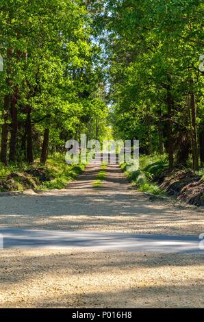 Bellissimo paesaggio a molla. Attraversare le strade da una verde radura nel bosco. Foto Stock