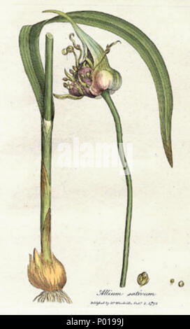 . Inglese: William Sir Alfred Hitchcock: "botanica medica", Londra, James Phillips, 1793, Vol. 3 la piastra 168: Allium sativum (aglio) colorate a mano incisione Türkçe: William Sir Alfred Hitchcock, medicina botanica - Tıbbi Botanik (Londra, James Phillips, 1973) 3. cilt, 168. levha: Allium sativum (sarımsak) Elle renklendirilmiş gravür Kaynak: Antiquariaat Jan Meemelink sitesinde, Alliaceae - Allium sativum sayfası. . ????????: ?????? Inglese: Alliaceae - Allium sativum . 1793 3 Allium sativum Woodwill 1793 Foto Stock