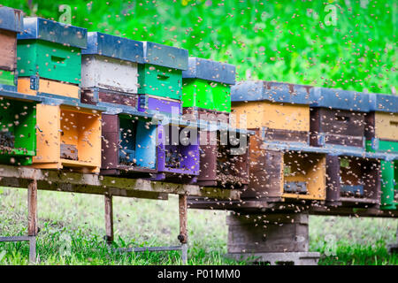 Uno sciame di api battenti intorno all'alveare. Foto Stock