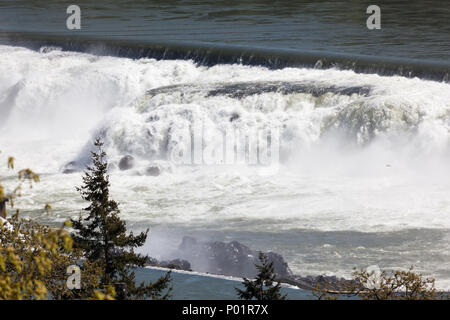 Le acque del fiume Willamette cascading su Willamette cade con uccelli nella nebbia in una giornata di primavera. Foto Stock