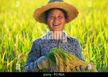 Felice asian agricoltore ritratto in risaia, raccolto di riso, femmina l'agricoltore che detiene il riso sorriso nel campo Foto Stock