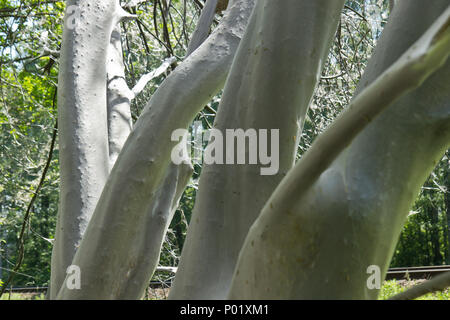 Insect Net sulla struttura ad albero Foto Stock